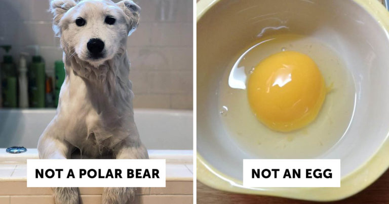 Sometimes Things Look Like Other Things But Are Not, In Fact, Those Things (35 Pics)