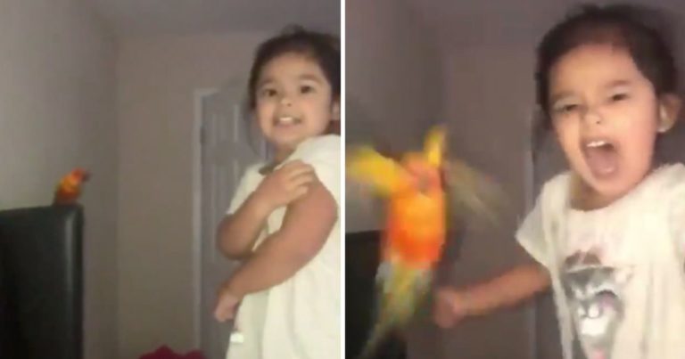 This Girl Trained Her Parrot To Attack On Command And It’s Giving Us Strong Daenerys Vibes