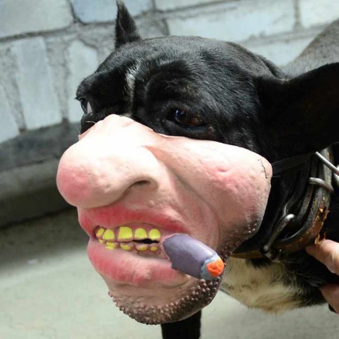 funny dog mask