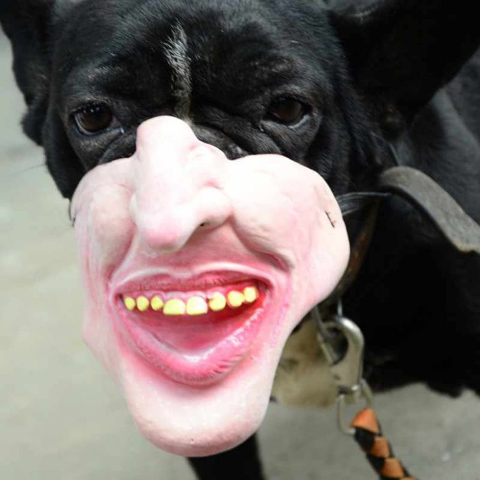 Dog masks, dog masks amazon, amazon dog masks, creepy dog masks, funny dog masks, funny dog accessories, dogs, puppies, funny dogs, funny puppies, funny dog photos, funny puppy photos, funny pet photos, funniest dog photos, funniest puppy photos, funniest pet photos, creepy human dog masks, funny human dog masks, hilarious human dog masks, funny dog costumes, scary dog costumes, funny puppy costumes, scary puppy costumes, best dog costumes, best puppy costumes, best pet costumes, amazon pet costumes, amazon dog costumes