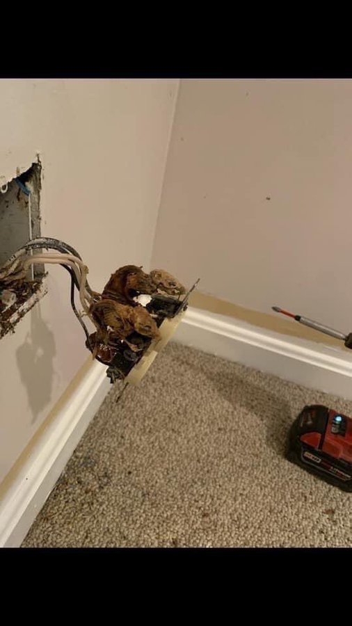 funny tweet - dead rats in electrical outlet landlord meme