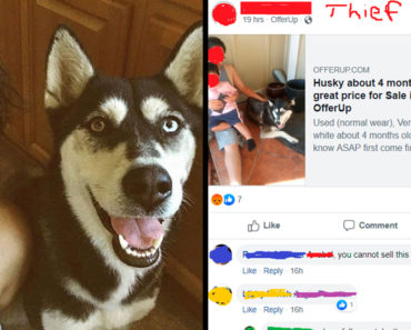 stolen dog husky