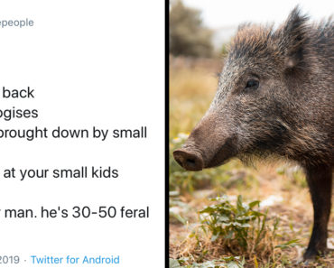 30-50 feral hogs