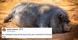 Here's Why The "30–50 Feral Hogs" Meme Has Taken Over The Internet