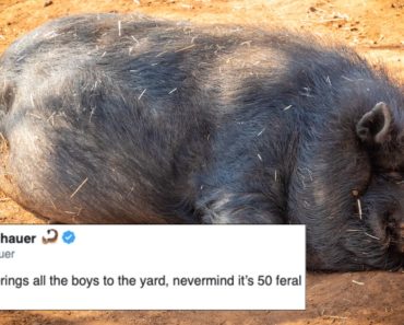 30-50 feral hogs memes