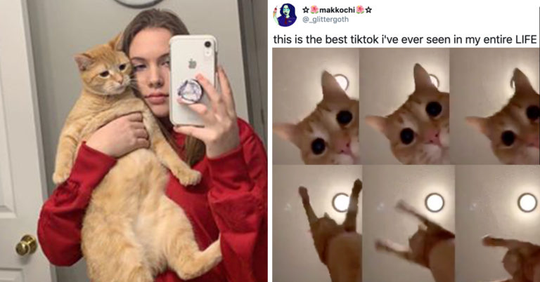 This Teen’s Cat TikTok Is The Content We Actually Get On The Internet To See
