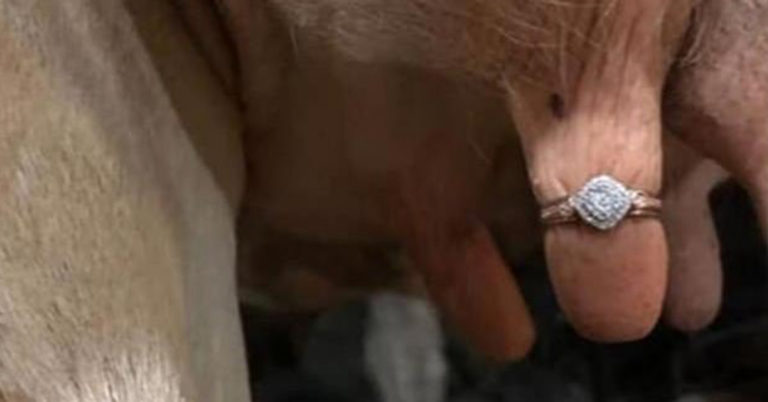 Man Proposes By Putting An Engagement Ring On A Cow Udder