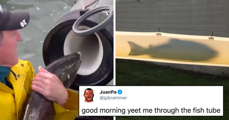 Viral Video Of A Fish Whooshing Through A Tube Has Taken Over Twitter