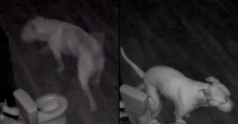 This Very Good Dog Trained Himself To Use A Toddler’s Toilet