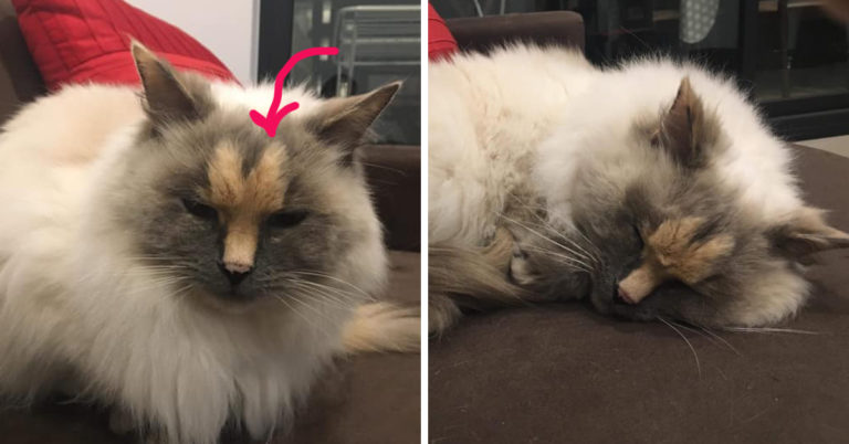 Cat With Penis-Shaped Markings On Its Face Is Up For Adoption