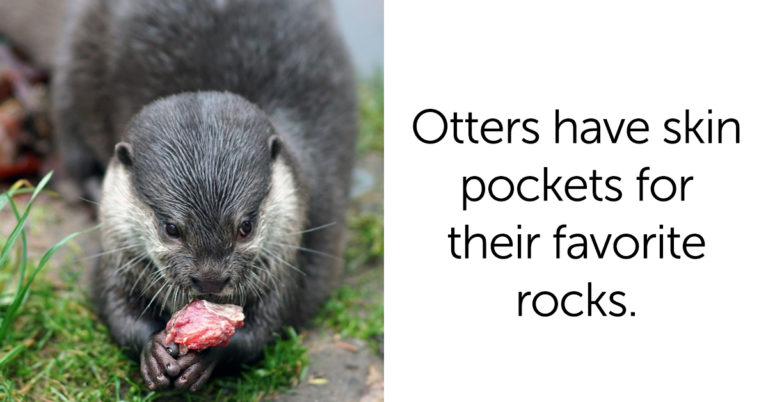 Interesting facts, facts for kids, interesting facts for kids, reddit, trivia, trivia for kids, mind-blowing facts, mind-blowing trivia