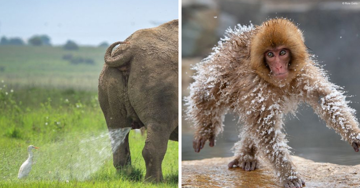39 Of The Funniest Animals From The 2019 Comedy Wildlife Photography Contest