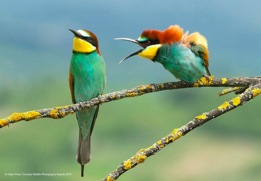 39 Of The Funniest Animals From The 2019 Comedy Wildlife Photography