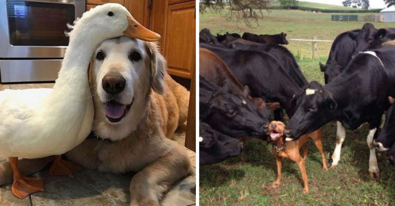 Just 40 Wholesome Pictures For Anyone Who Might Need Them Today