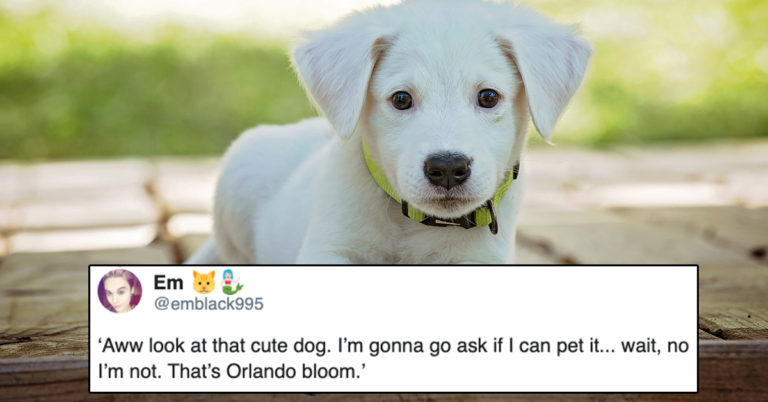 People Are Sharing Hilarious Stories Of Noticing Dogs — But Not The Celebrities Walking Them