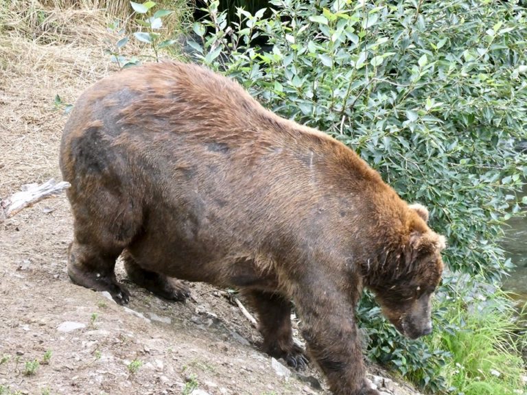 chonkers weighted bear