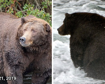 fattest bear, fat bear week, fattest bear contest, fattest bear competition