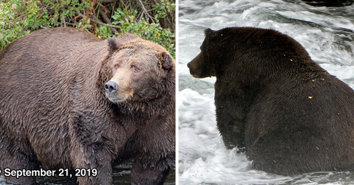 fattest bear, fat bear week, fattest bear contest, fattest bear competition