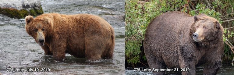 chonkers weighted bear