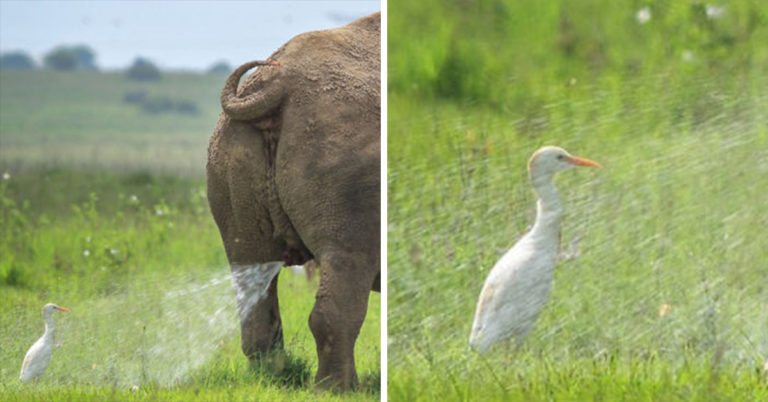 39 Of The Funniest Animals From The 2019 Comedy Wildlife Photography Contest