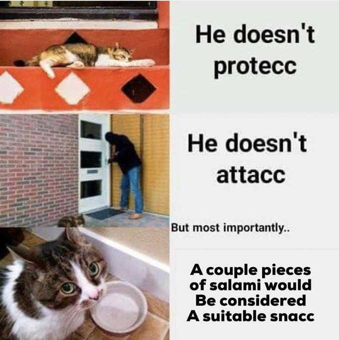 Yes Indeed Cats Can Have A Little Salami 27 Memes