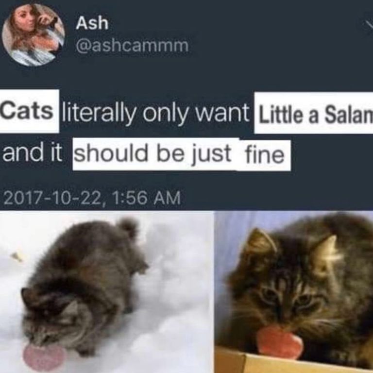 Yes Indeed, Cats Can Have A Little Salami (27 Memes)