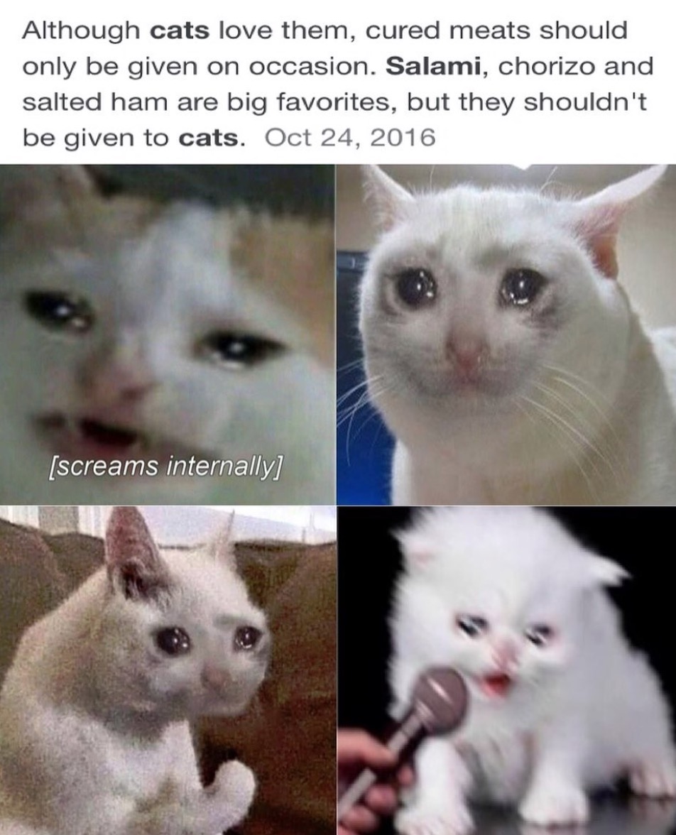 Cat Salami Meme