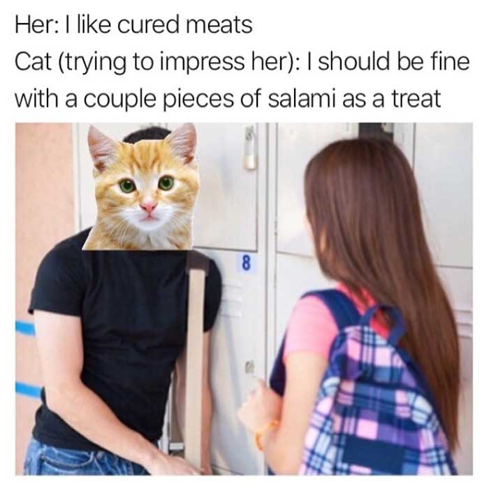 Can Cats Eat Salami And Cheese