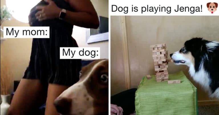 2019 Was A Good Year For Good Dogs (49 Dog Tweets)