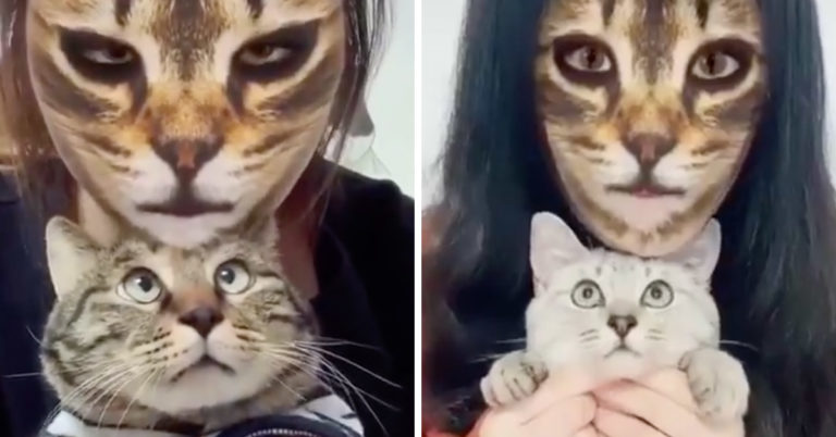 cats cat filter, cat filter cars, tiktok cat filter, snapchat cat filter, cat filter cats video