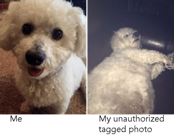 profile vs tagged memes internet meme funny dog