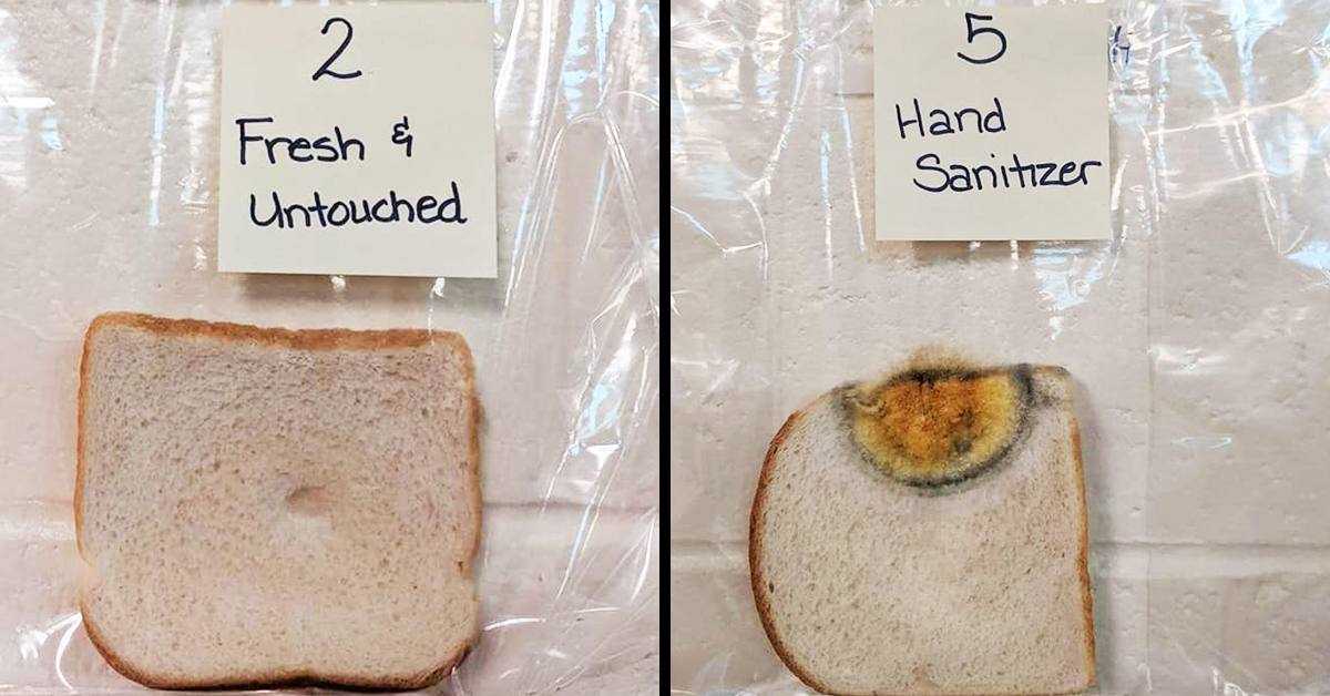Easy Science: Bread Mold Experiment