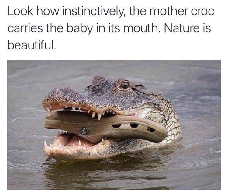 crocodile croc meme