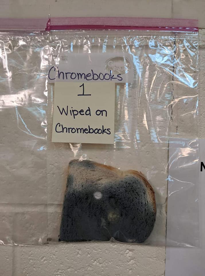 growing mold on bread science experiment