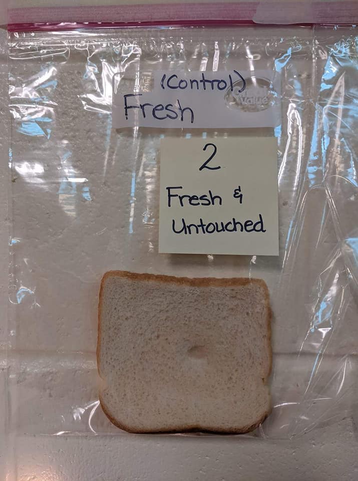 moldy bread experiment, moldy bread experiment washing hands