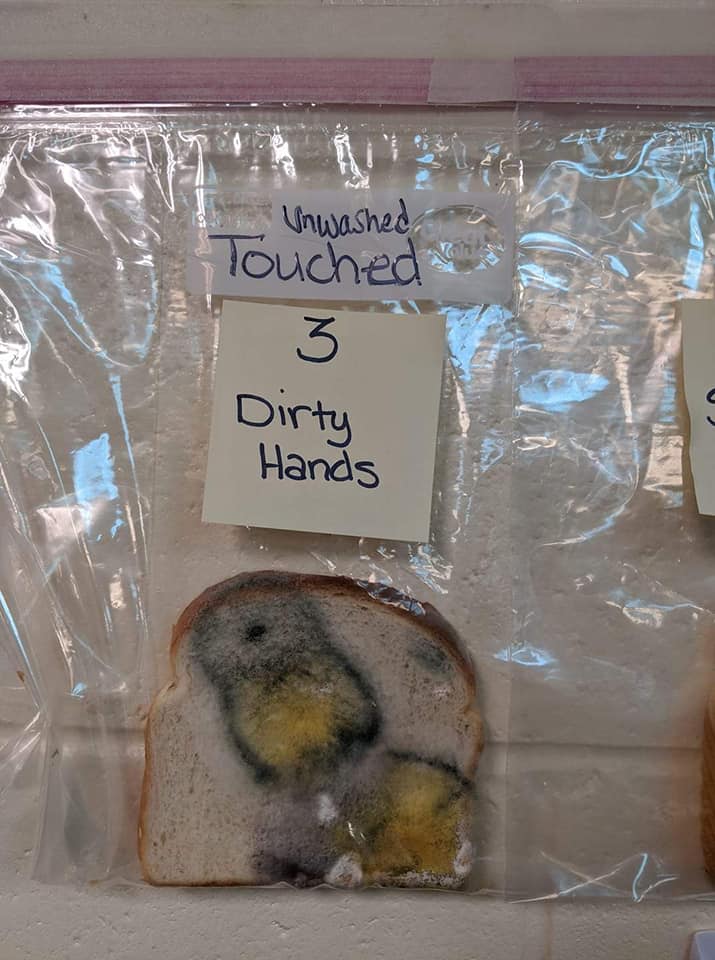 moldy bread experiment, moldy bread experiment washing hands