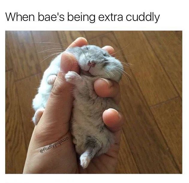 extra cuddly love meme, when bae is extra cuddly love meme, love meme, love memes, meme about love, memes about love, funny love meme, funny love memes, lover meme, lover memes, I love you meme, i love you memes, meme love, memes love, meme on love, memes on love, love and affection meme, love and affection memes, wholesome love meme, wholesome love memes, funny i love you memes, funny i love you meme, love memes for him, love meme for him, love memes for her, love meme for her, wholesome memes love, wholesome meme love, i love you memes for him, love and support meme, i love you meme for her, funny love memes for him, funny love meme for her, funny love memes for her, cute i love you memes, cute i love you meme, sweet love memes, sweet love meme, love wholesome memes, love wholesome meme