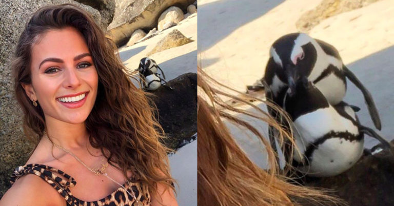 Influencer Takes Selfie With Penguins Having Sex, Then Has To Apologize Because It’s 2020