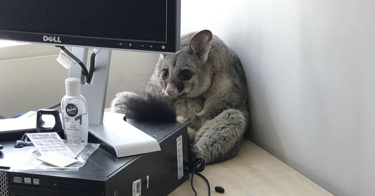 A Cute Lil Possum Got Himself Trapped In An Office And Became A Meme