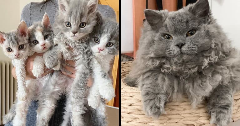 poodle cat, selkirk rex