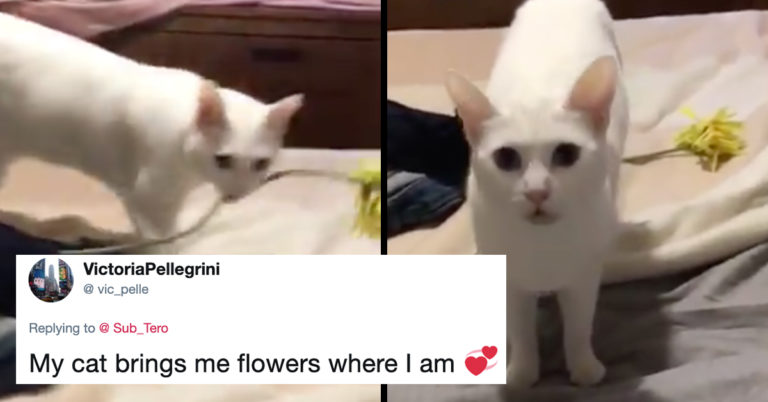 weird things cats do, strange things cats do