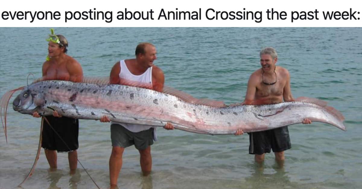 animal crossing memes, animal crossing tweets