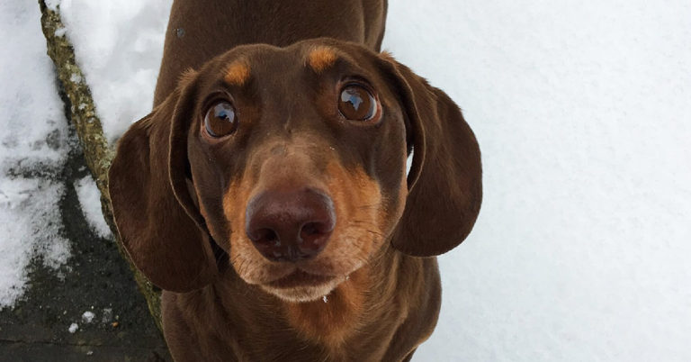 dog sprained tail wagging, dog sprains tail wagging too hard