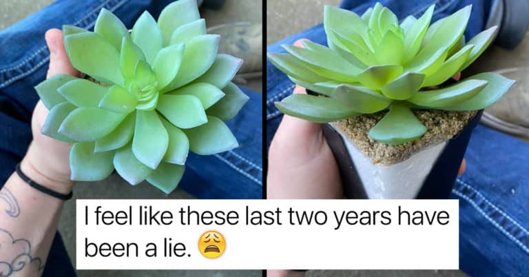 Woman Nurtures “Perfect Plant” For Two Years Before Realizing It’s Fake