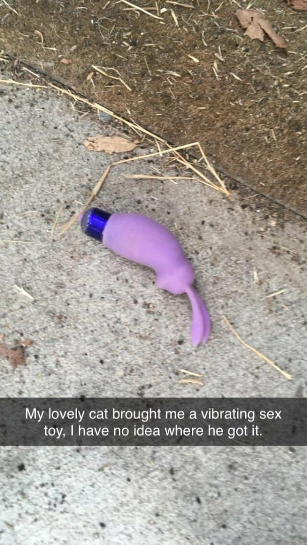 cat brings home dildo, best funny pictures, funny pics, funny photos, funny pictures, funny vids, the best funny pictures, really funny photos, crazy funny photos, funny photo dump, pics you can't stop laughing at, funny pictures, funniest pictures, funny pics, funny images, meme pictures, hilarious funny pictures, pictures memes, picture meme, funny meme pics, best funny pictures, best funny picture, funniest picture, meme picture, crazy funny photos, funny photos, funny picture, funny photo, funny meme, funny photo dump, hilarious picture, humorous picture