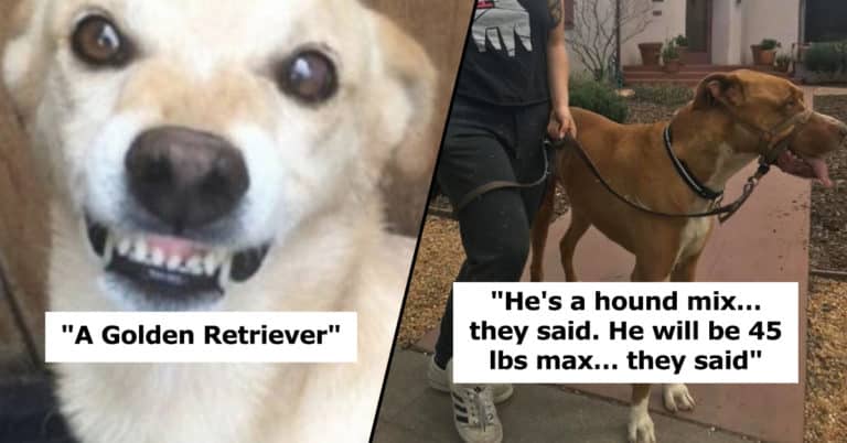 dog breed surprise, surprise dog breed