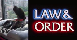 People Discover Dogs Howl Along With The “Law & Order” Theme Song
