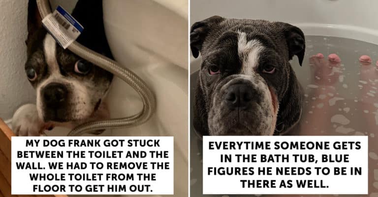 dumbest dogs, dumb dogs