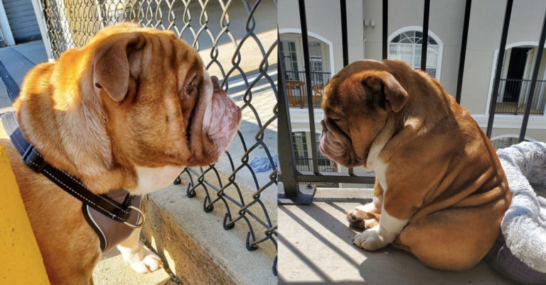 big poppa, big poppa bulldog