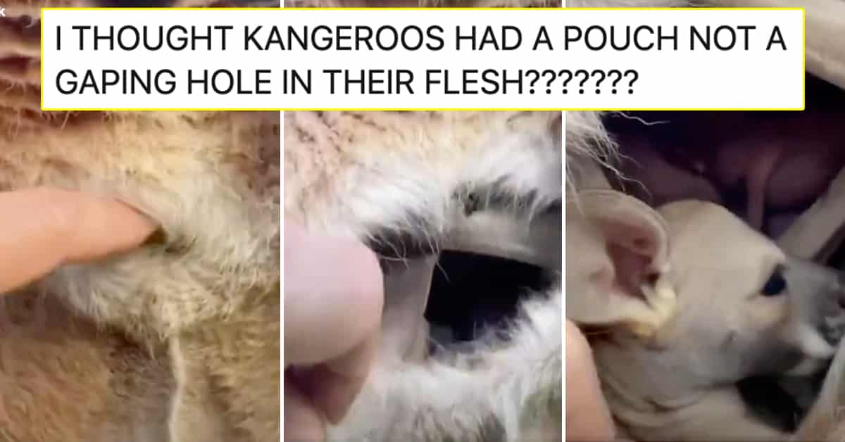 inside of a kangaroo pouch